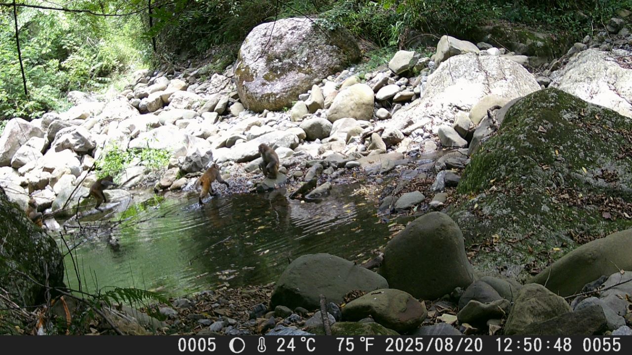 0e3224d21ba3af49322d4374481c31e9_%E7%8C%95%E7%8C%B4.jpg 0e3224d21ba3af49322d4374481c31e9_%E7%8C%95%E7%8C%B4.jpg